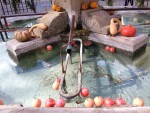 Fete de la Courge Rians