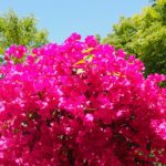 Les Journées des Plantes d'Albertas 2018