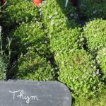 Les Journées des plantes d'Albertas -