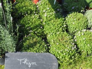 Les Journées des plantes d'Albertas -