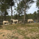 Fête du cheval Calas - bénédiction des chevaux