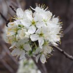 arbre en fleur