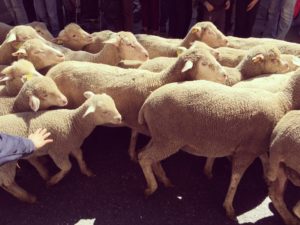 Transhumance Salon de Provence