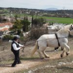 Fete du Cheval Calas Cabries Benediction procession Cheval de trait